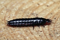 carabus violaceus 8-2014 29-12